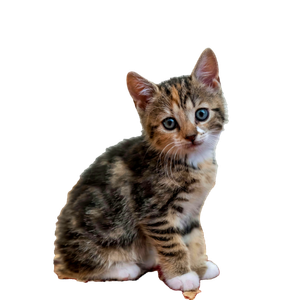 Cute Tabby Kitten With Blue Eyes Sitting Indoors On A Patterned Rug, Captured In A Vertical Shot. 13721 - Cat PNG image with transparent background